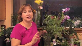 Gardening Tips  How to Grow Jupiters Beard Centranthus [upl. by Frida]