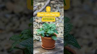 How to Plant Care for Fittonia  Fittonia Plant care Tips  Easy Growing Tips for Fittonia Plant [upl. by Wenda]