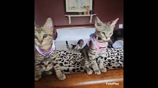 Harness Training F3 Savannah kittens [upl. by Alisia888]