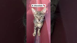 I want a chocolate 🍫 kitten short [upl. by Cleland]