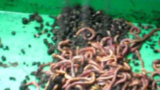 Largest worm farm ot the Netherlands [upl. by Jaf289]