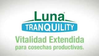 Luna Tranquility® para el control de botrytis y vitalidad extendida de sus rosas [upl. by Alene]