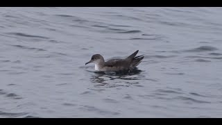 Balearic shearwaters on Atlantic ocean pelagic from Galicia  Vale pijlstormvogels [upl. by Aicen23]