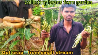 Collecting beans from garden  Got crap from small stream 🙂 [upl. by Boorer12]