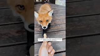 This girl befriended a fox that visited her yard feeding it and then animalshorts [upl. by Adilem]