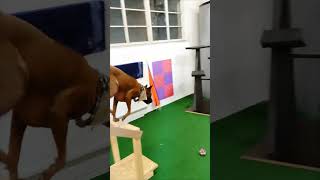 thairidgeback dog indoor gym fitness nebula autumn ninja balance [upl. by Gotthelf814]