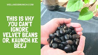 Health Benefits of Velvet Beans or Kaunch ke Beej [upl. by Wallraff]