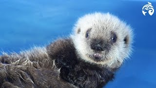 Cutest Sea Otter Pup  Meet Hardy  Vancouver Aquarium [upl. by Anrak]