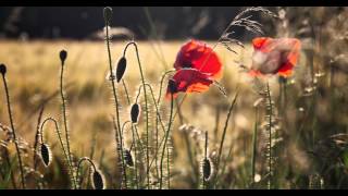 field poppy Papaver rhoeas in 4k [upl. by Katusha386]