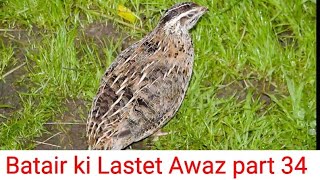 Batair ki Awaz Batair ki Laster Awaz Batair ki Awaz BatairBater Voice Part 34 [upl. by Eneryt]