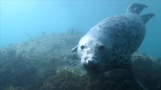 Gray Seals Playground at Lundy Island [upl. by Matheson]