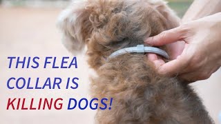 This Flea Collar Is Killing Dogs [upl. by Cul]