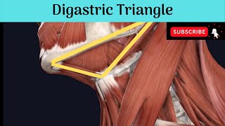 Anterior Triangle of the Neck  Digastric Triangle Anatomy mbbseducation bdsheadandneckanatomy [upl. by Beach]