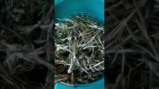 Rosemary for aroma shorts satisfying viral trendingvideo [upl. by Atter]