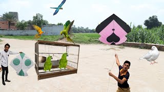 Buy New Big Parrots Vs Kite Fight amp Cut Gudda [upl. by Anivas]