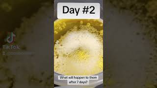 Crazy Egg Experiment DAY 2 [upl. by Annair]