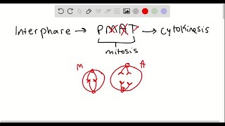 Match the statement to interphase or the phase of mitosis in the key a metaphase b interphase c… [upl. by Kevina]