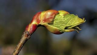 La fleur de Bach Chestnut Bud ou Bourgeon de marronnier [upl. by Nytsirt43]