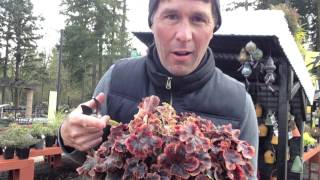 How and when to prune Heucheras Heucherellas and Tiarellas [upl. by Supple]