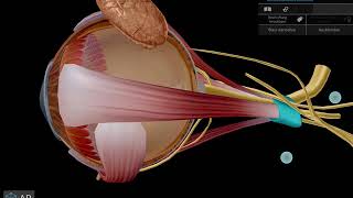 6 Hirnnerv Nervus Abducens [upl. by Fabrice]