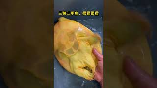 三黄江甲鱼，很猛很猛！海鲜水产 海鲜 美食 seafoodrecipes chinaseafood seafood [upl. by Arehc]