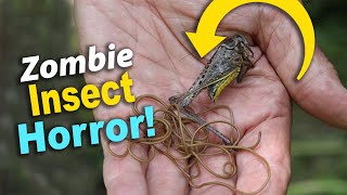 The Horsehair Worm  The Real Life Parasite That Creates Insect Zombies [upl. by Dadirac]