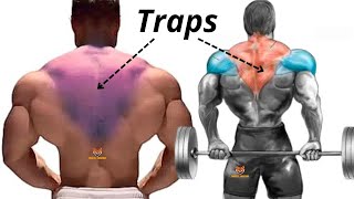 TRAPS WORKOUT 5 BEST TRAPS EXERCISES AT GYM [upl. by Ynaffyt227]