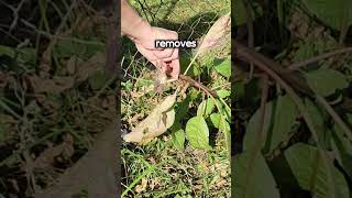 the WaLensee Tools weeder tool gets rid of those hard to remove weeds [upl. by Lannie]