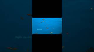 quotCalming Fish Tank Live Relaxationquot [upl. by Photina]