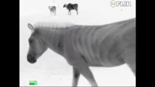 FLIR Scout III Sample Video Zebras [upl. by Erodaeht]