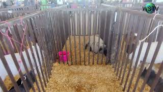 Pima County Fair part110 Lamb [upl. by Eissel]