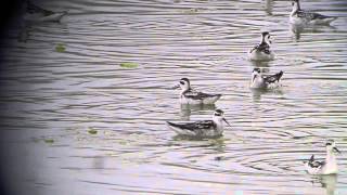 Rednecked Phalaropes spinning [upl. by Milla]