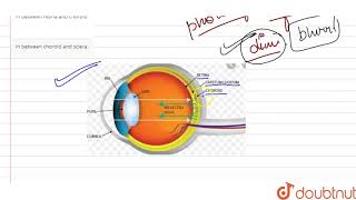 Tapetum lucidum occurs  12  SENSE ORGANS  BIOLOGY  DINESH PUBLICATION  Doubtnut [upl. by Temirf]