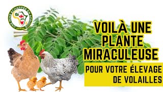 Voilà une plante Miraculeuse pour votre élevage de volailles [upl. by Yrek]