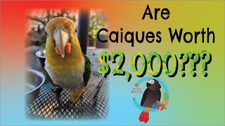 Are 🦜 Caique Parrots Worth The 2000 🏷️ Price Tag ParrotBliss [upl. by Anitsirhk974]