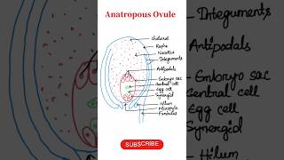 How to draw structure of Anatropous ovule  Biology diagrams biokaksha shorts neetbiology [upl. by Eneli82]