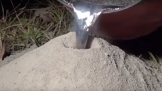 Killing Fire Ant Colony with Molten Aluminum amp Casting a Mold at the same Time ALUMINUMANTS ANTS [upl. by Jessalin]