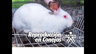 REPRODUCCION EN CONEJOS [upl. by Aihtnis]