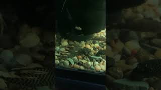 Pleco Update [upl. by Lais]