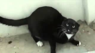 ☛Recopilacion de gatos furiosos 【Debes De Verlo】 [upl. by Steffi]