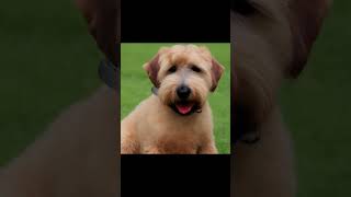 Soft Coated Wheaten Terrier Dogs health [upl. by Lavoie]