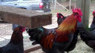 Black Copper Marans Laying Flock [upl. by Croft]