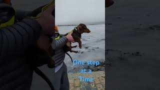 Heartwarming Moment Sausage Dogs Incredible Swim Will Melt Your Heart [upl. by Enaujed]