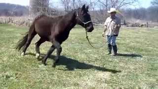 Stringhalt in Horses  Irongate Equine Clinic  WI [upl. by Enelegna565]