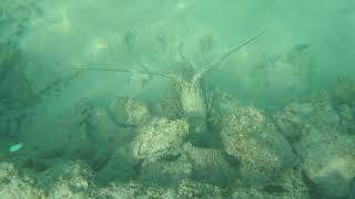 Cinnamon Dhonveli Maldives  Under Water Snorkeling [upl. by Yenar]