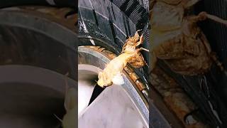 Molting process of a Cicada Northwest Florida [upl. by Arbe]