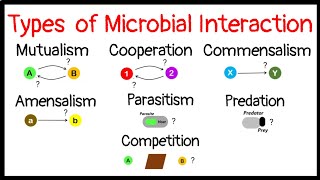 Microbial InteractionMutualismCooperationCommensalismAmensalismParasitismPredationCompetition [upl. by Acisseg]