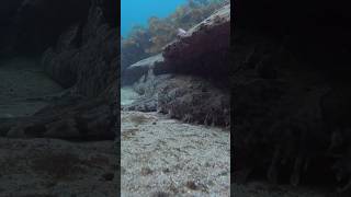 Big Carpet Shark Wobbegong chilling coogeebeach djiaction4 [upl. by Liamaj453]