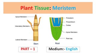 Plant Tissue Meristem Part1 English [upl. by Schell2]