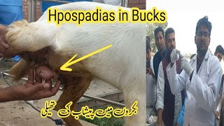 Hypospadias in bucks bakron mn pishab ki thaili ka banna Dr M Asif [upl. by Fredek]